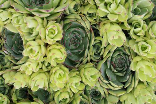 Hens and Chicks Succulent Plants