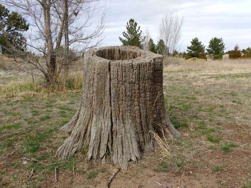 Hollow Tree Stump