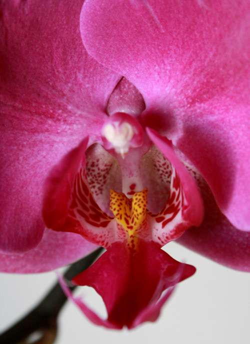 Hot Pink Orchid Close Up