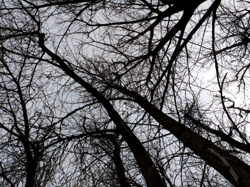 Leafless Tree Branches from Below