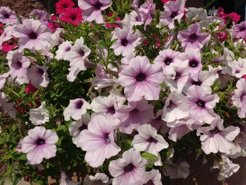 Light Purple Petunias