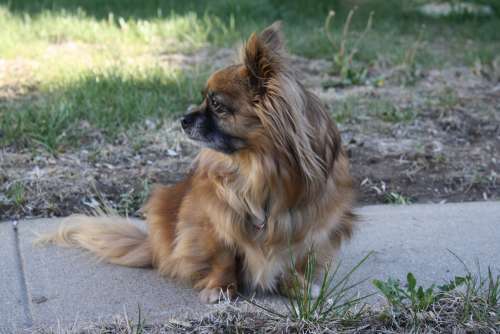 Long Haired Chihuahua Mix Dog