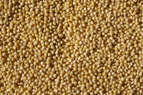 Millet Grain Texture