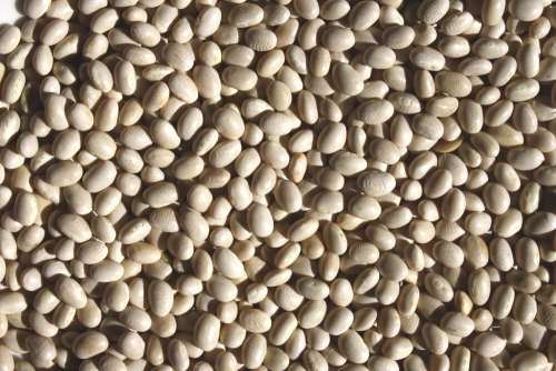 Navy Beans Texture