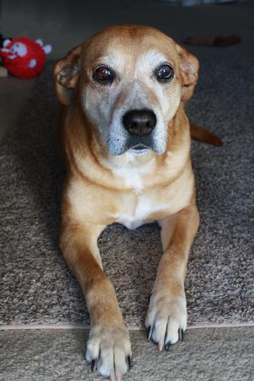 Old Brown Dog with Graying Face