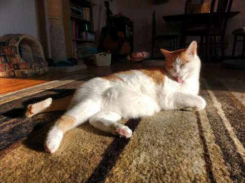 Orange and White Cat Bathing in a Sunbeam