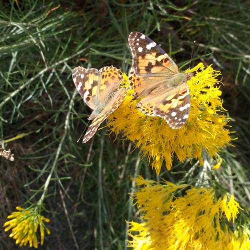 Painted Lady Butterflies