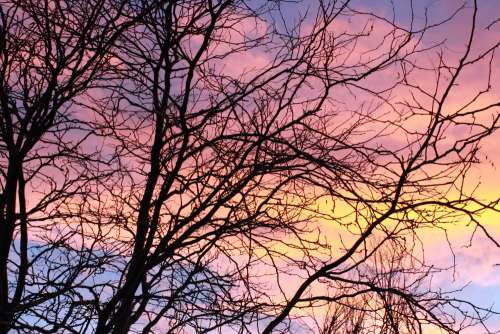 Pastel Sunset Through Tree Branches