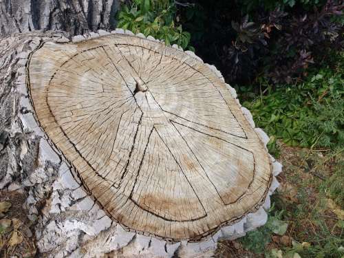 Peace Sign Carved in Tree Stump
