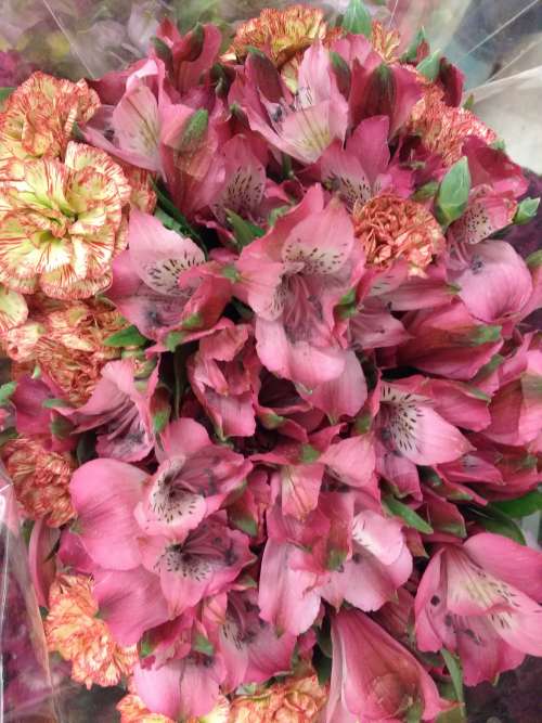 Pink Alstroemeria and Carnations Bouquet Closeup