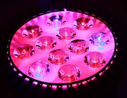 Pink and Blue LED Grow Light