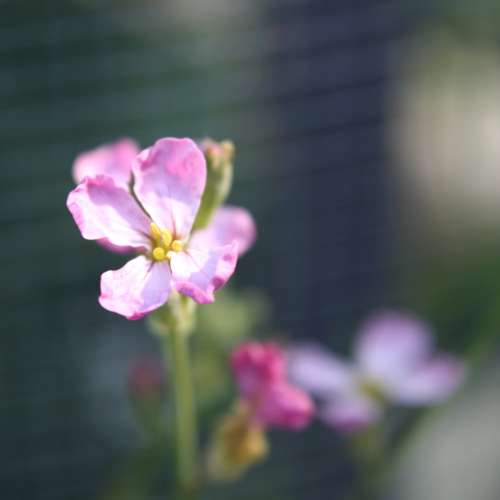 Pink Radish Blossom Close Up