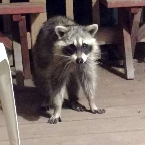 Raccoon Looking Surprised