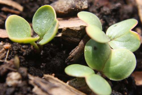 Radish Sprouts Close Up