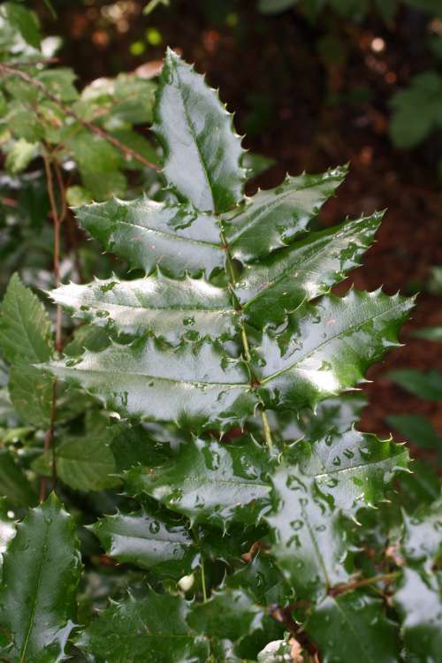 Raindrops on Holly Leaves