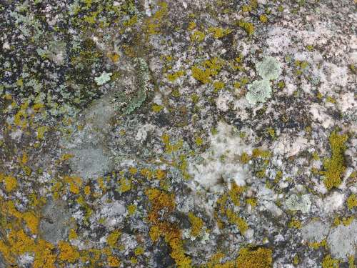 Rock Face with Lichen Texture