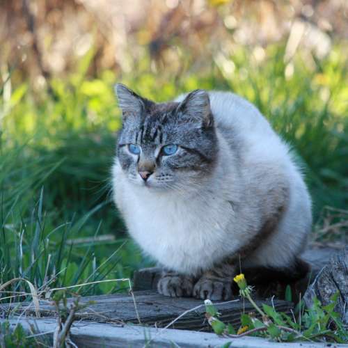 Siamese Tabby Cat