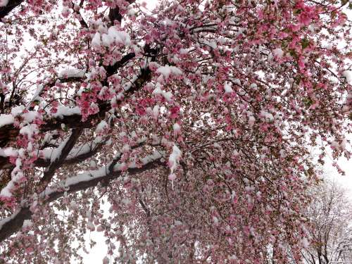 Snow on Blooming Crabapple Tree