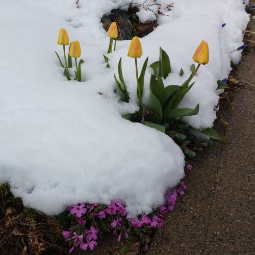 Spring Flowers Covered in Snow