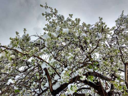 Spring Snow on White Blossoms