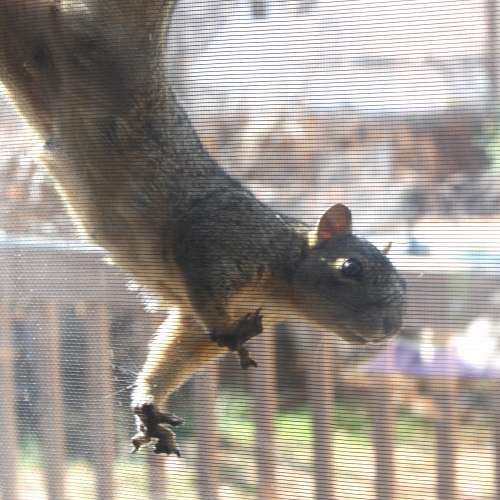 Squirrel Hanging from Screen