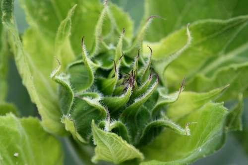 Sunflower Bud About to Bloom