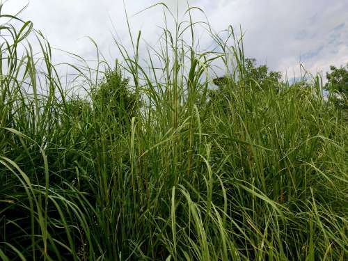 Tall Ornamental Grass