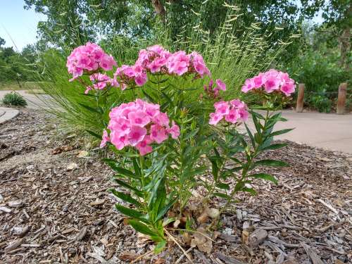Tall Phlox Plant with Clusters of Pink Flowers