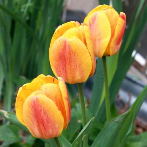 Three Yellow Flame Tulips