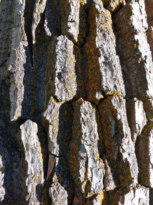 Tree Bark with Orange Lichen