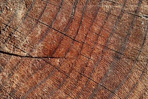 Tree Rings Closeup Texture