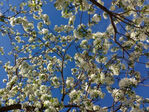 White Blossoms and Blue Sky