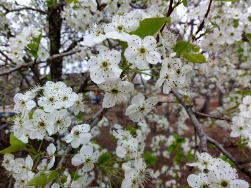 White Callery Pear Blossoms