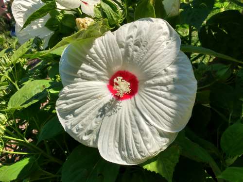 White Hibiscus Flower
