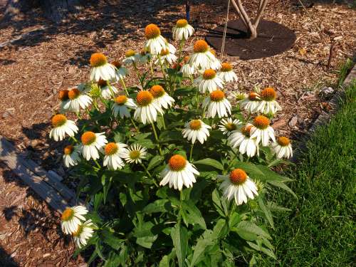 White Swan Echinacea Purpurea Coneflowers