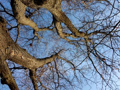 Winter Tree Branches From Below