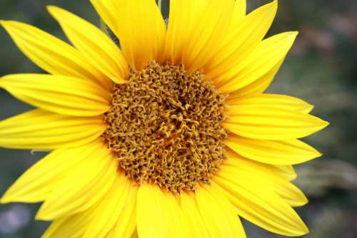 Yellow Sunflower