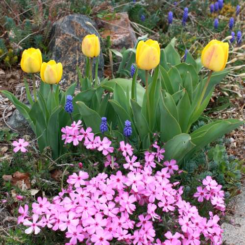 Yellow Tulips Pink Phlox and Grape Hyacinth