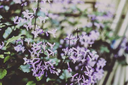 background of purple morning glory flower on garden free image