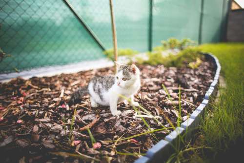 Monty The Cat in the Garden