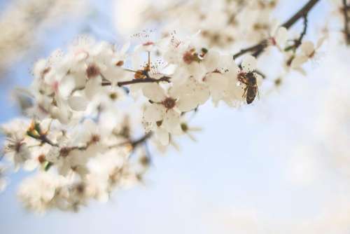 Honey Bee Pollinating an Apple-Tree