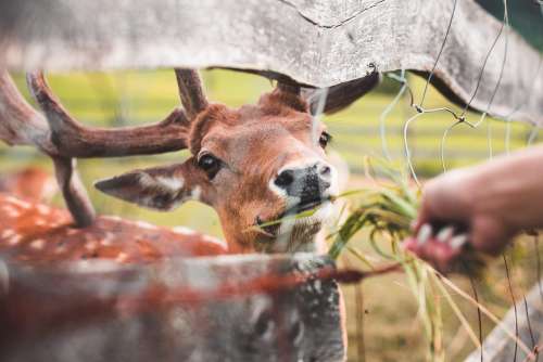 Feeding a Deer