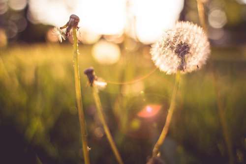 Last Blowball Trying To Survive