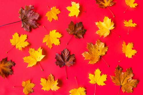 Autumn Leaves on Flat Red Background