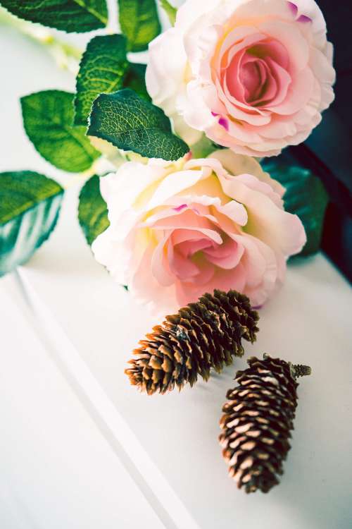 Autumn Feeling: Roses and Cones