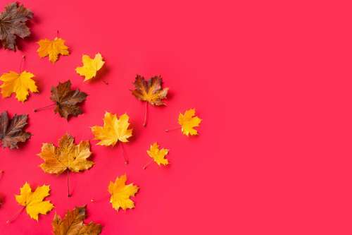 Autumn Leaves on Flat Red Background with Room for Text #3