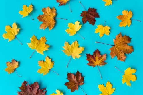 Autumn Leaves on Flat Blue Background #2