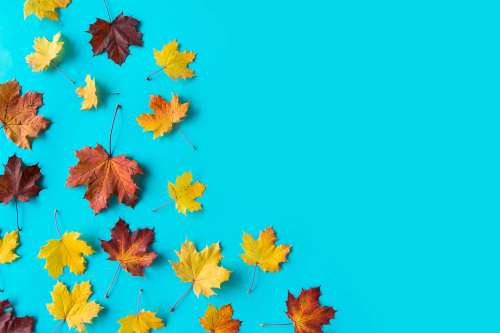 Autumn Leaves on Flat Blue Background with Room for Text
