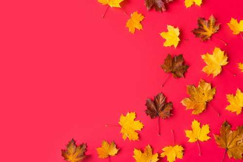 Autumn Leaves on Flat Red Background with Room for Text #2