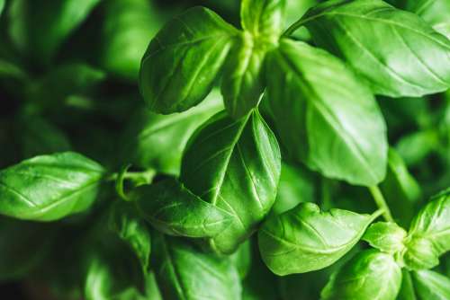 Basil Leaves